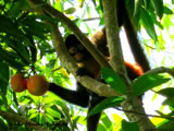 Spider Monkey with Mango